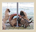 D-Wurf