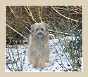 News Vom Wissener Wald