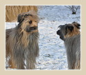 News Vom Wissener Wald