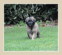 E-Wurf Vom Wissener Wald