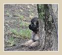 E-Wurf Vom Wissener Wald