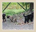 E-Wurf Vom Wissener Wald