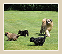 E-Wurf Vom Wissener Wald